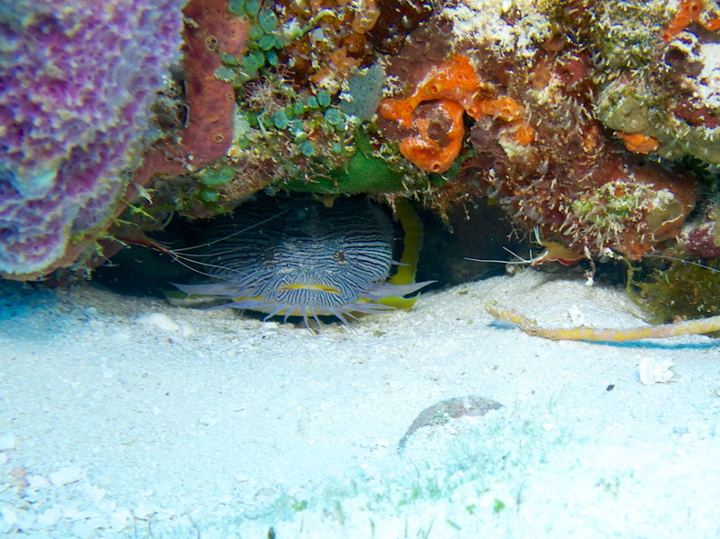 Splendid Toadfish with 2 Scarlet-Striped Cleaning Shrimp IMG_5175.jpg